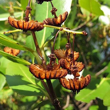 Medusagyne oppositifolia unspecified picture