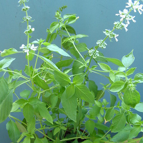 Ocimum africanum unspecified picture