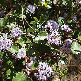 Ceanothus pinetorum unspecified picture