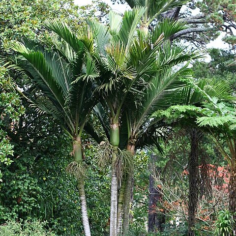 Rhopalostylis baueri unspecified picture