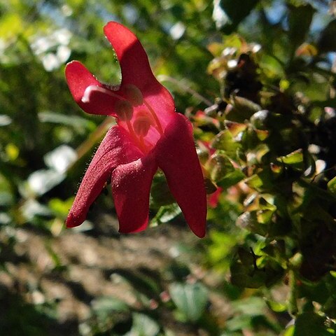 Keckiella corymbosa unspecified picture