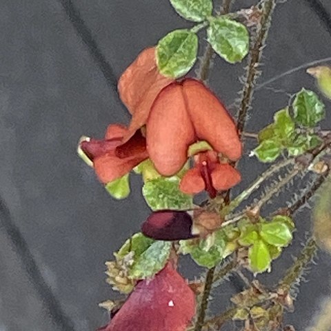 Kennedia microphylla unspecified picture