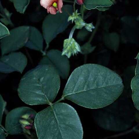 Kennedia stirlingii unspecified picture