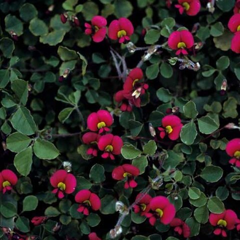 Kennedia carinata unspecified picture