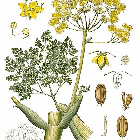 Ferula gummosa unspecified picture