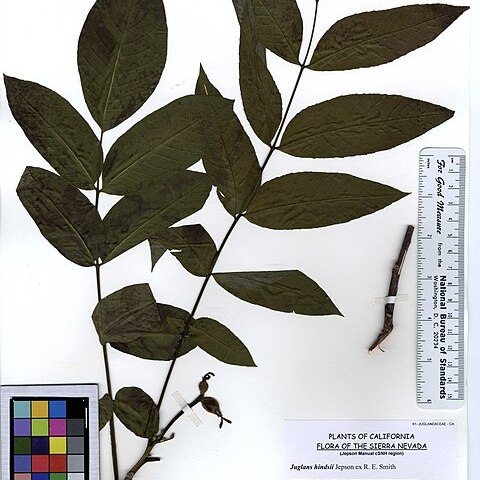 Juglans hindsii unspecified picture