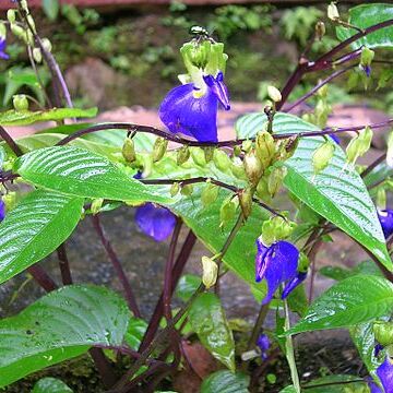 Rhynchoglossum unspecified picture