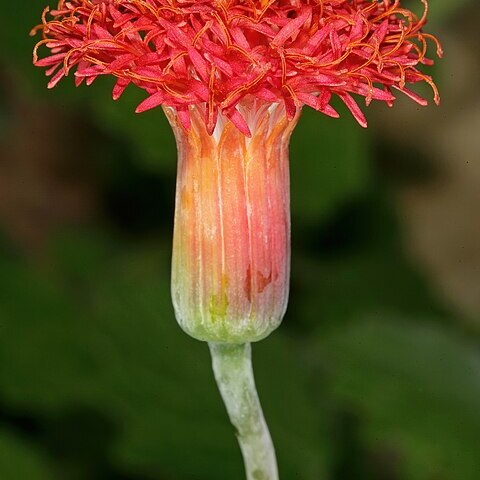 Kleinia stapeliiformis unspecified picture