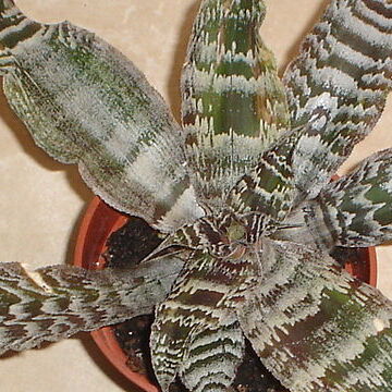 Cryptanthus unspecified picture