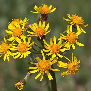 Tephroseris crispa unspecified picture