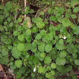 Jovellana repens unspecified picture