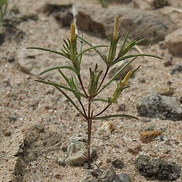 Linanthus jonesii unspecified picture