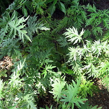 Urtica cannabina unspecified picture