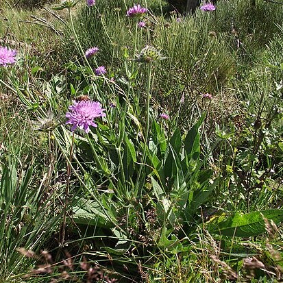 Knautia nevadensis unspecified picture