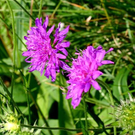 Knautia ressmanni unspecified picture