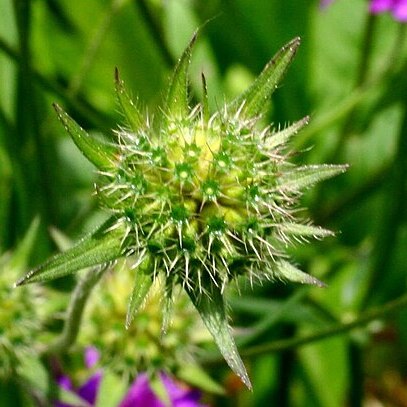 Knautia ressmanni unspecified picture