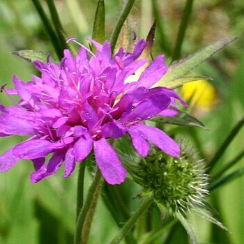 Knautia ressmanni unspecified picture