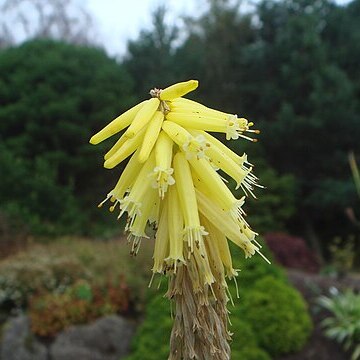 Kniphofia fibrosa unspecified picture