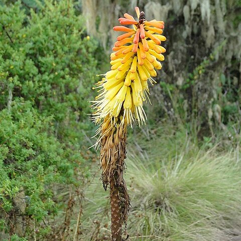 Kniphofia foliosa unspecified picture