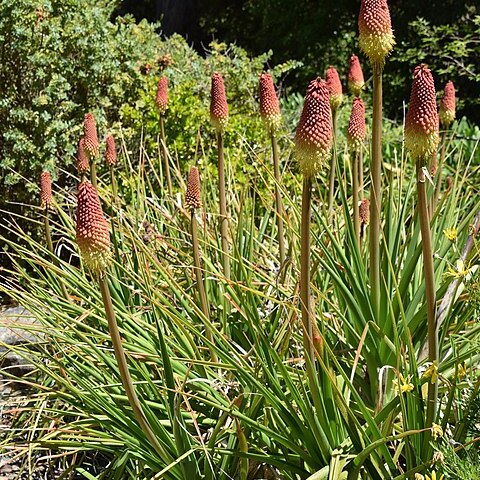 Kniphofia northiae unspecified picture