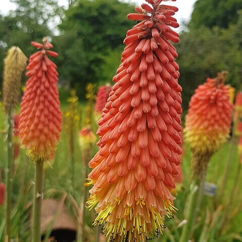 Kniphofia hirsuta unspecified picture