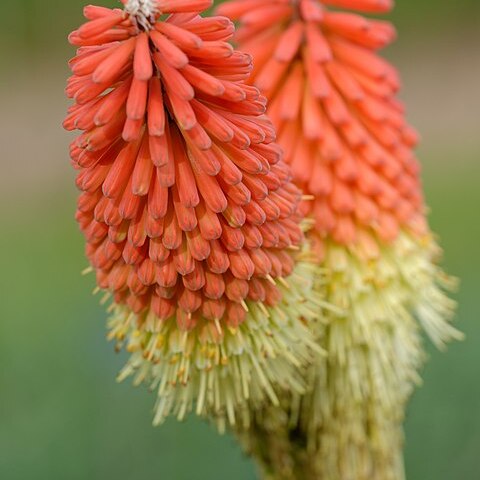 Kniphofia ensifolia unspecified picture