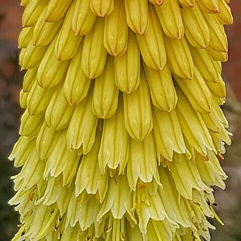 Kniphofia citrina unspecified picture