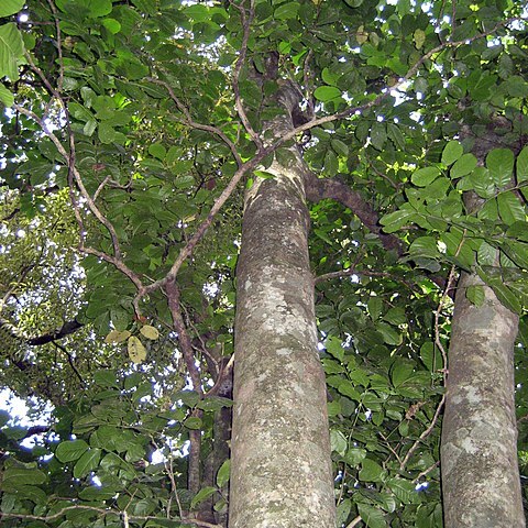 Dysoxylum spectabile unspecified picture