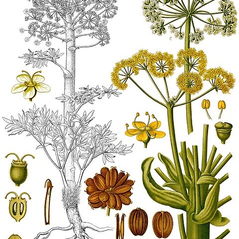 Ferula foetida unspecified picture