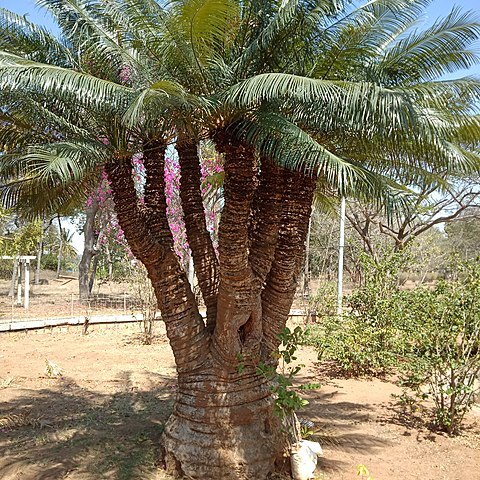 Cycas indica unspecified picture