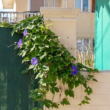 Ipomoea littoralis unspecified picture