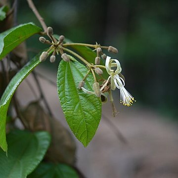 Grewia umbellifera unspecified picture