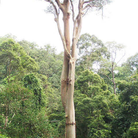 Koompassia excelsa unspecified picture