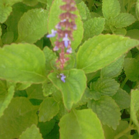 Plectranthus rotundifolius unspecified picture