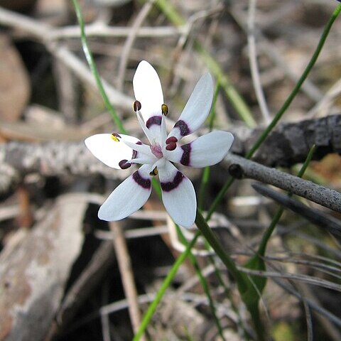 Wurmbea dioica unspecified picture