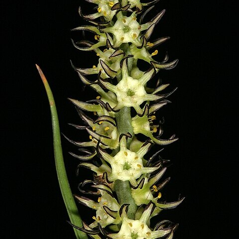 Wurmbea spicata unspecified picture