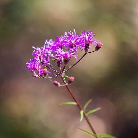 Vernonia angustifolia unspecified picture