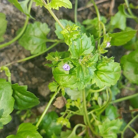 Veronica plebeia unspecified picture