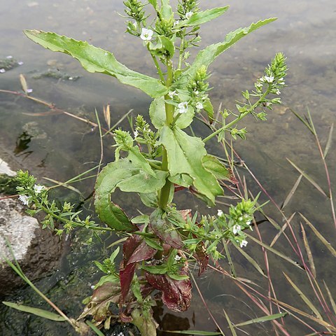 Veronica undulata unspecified picture