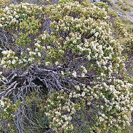 Veronica topiaria unspecified picture