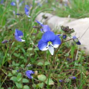 Veronica syriaca unspecified picture