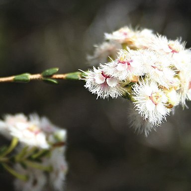 Verticordia inclusa unspecified picture