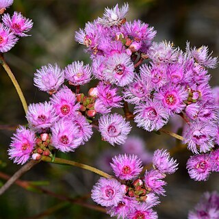 Verticordia fimbrilepis unspecified picture