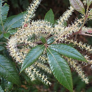 Vesselowskya rubifolia unspecified picture