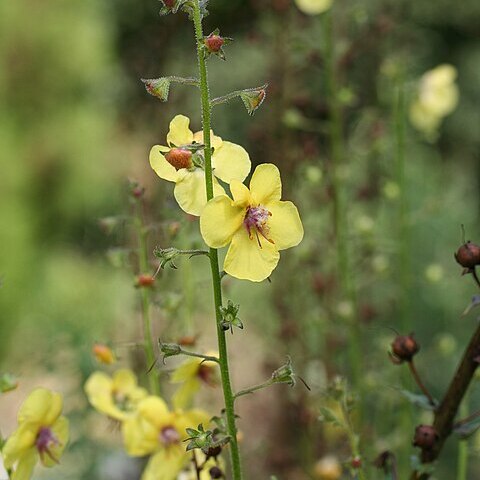 Verbascum roripifolium unspecified picture