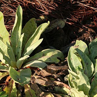 Verbascum roripifolium unspecified picture