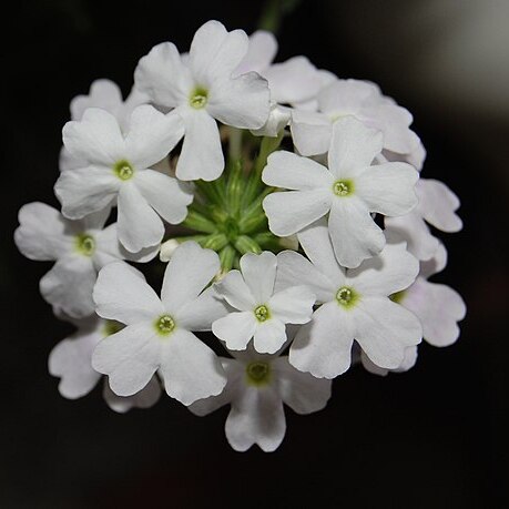 Verbena hybrida unspecified picture