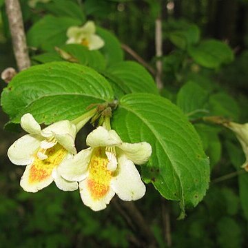 Weigela maximowiczii unspecified picture