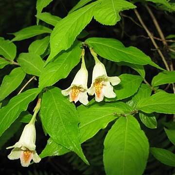 Weigela maximowiczii unspecified picture