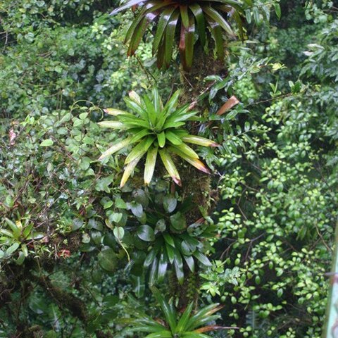 Werauhia unspecified picture